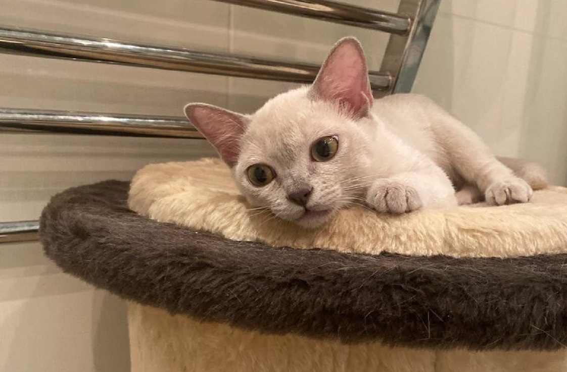 котята американская бурма Rangpurcat