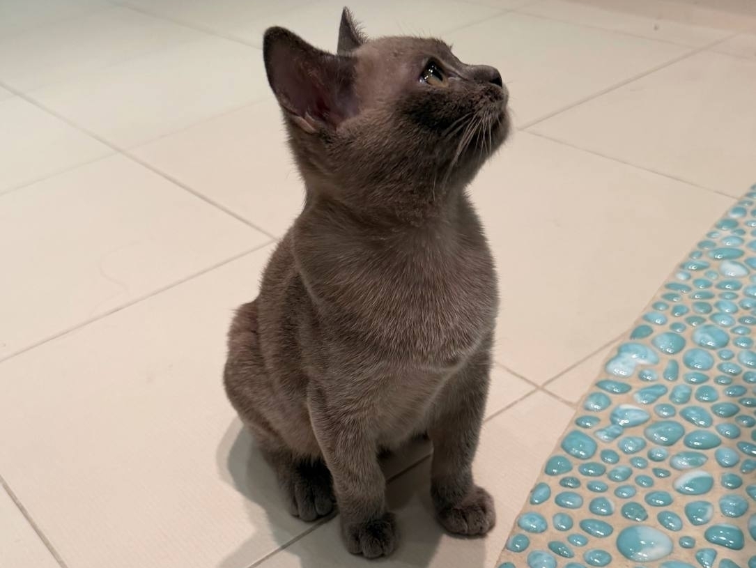 котята американская бурма Rangpurcat