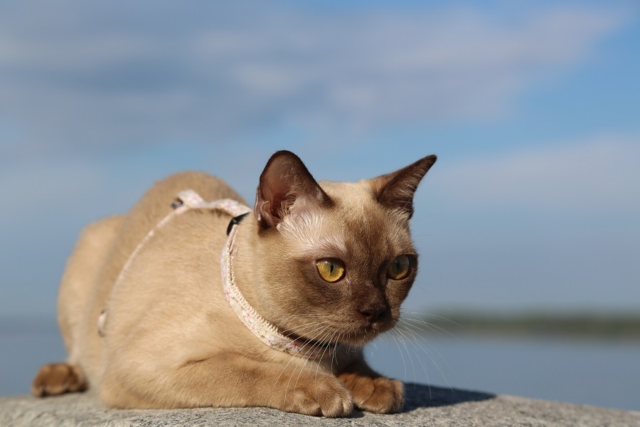 Здоровье бурманской кошки | Rangpurcat