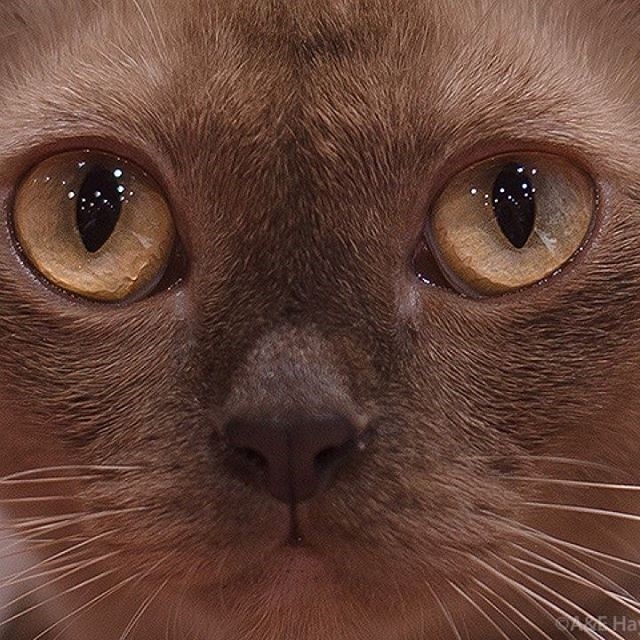Здоровье бурманской кошки | Rangpurcat